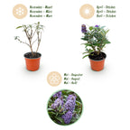 Buddleja davidii 'Butterfly Candy Little' (vlinderstruik) – lila – Ø12 cm, 20–25 cm hoog