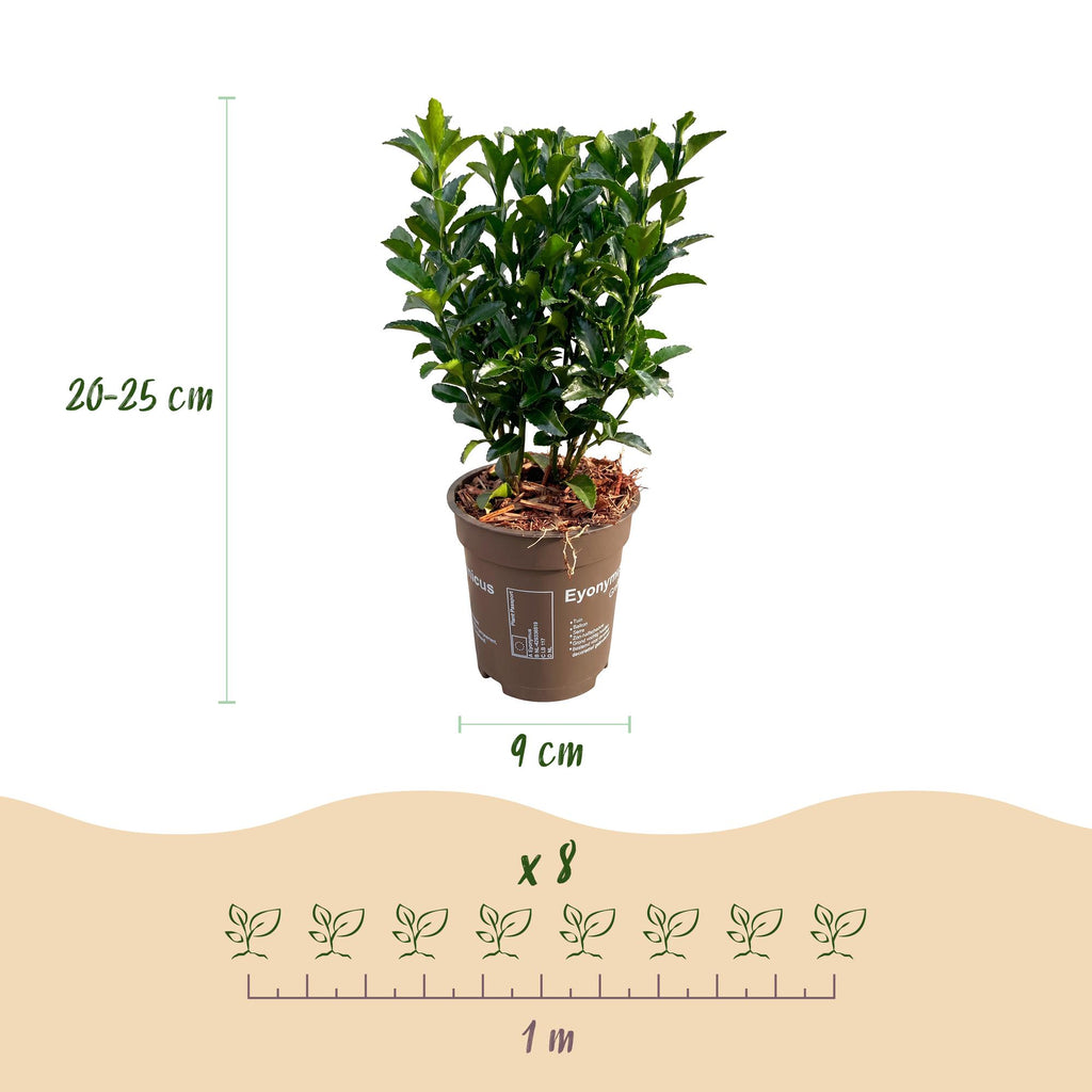 Euonymus japonica 'Green Spire' (osmanthus du Japon) – 24 plants, Ø9 cm, 20–25 cm de haut – photo 4