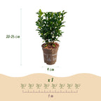 Euonymus japonica 'Green Spire' (osmanthus du Japon) – 24 plants, Ø9 cm, 20–25 cm de haut