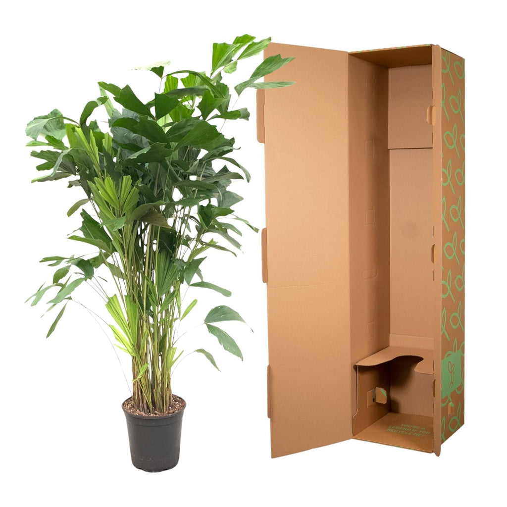Caryota Mitis (palmier queue-de-renard) – Ø24 cm, 150 cm de haut