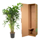 Caryota Mitis (palmier queue-de-renard) – Ø24 cm, 150 cm de haut