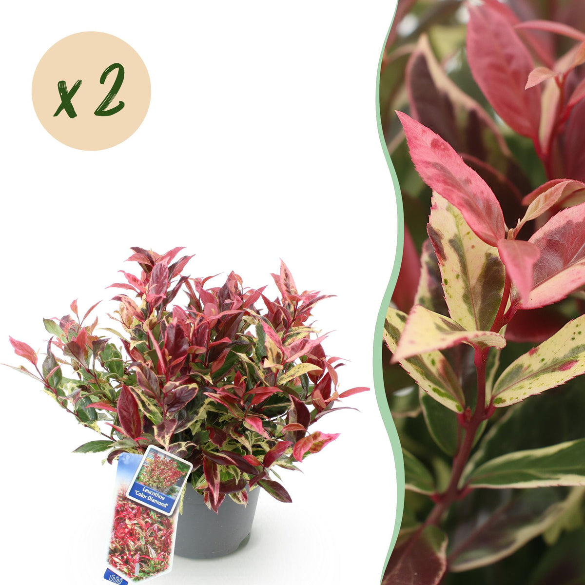 Leucothoe 'Colour Diamond' – bunt – 2 Pflanzen, Ø 17 cm, 45 cm hoch