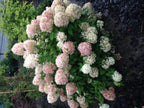 Hydrangea panniculata 'Limelight' (Rispenhortensie) – weiß-cremefarben – Ø 17 cm, 50 cm hoch