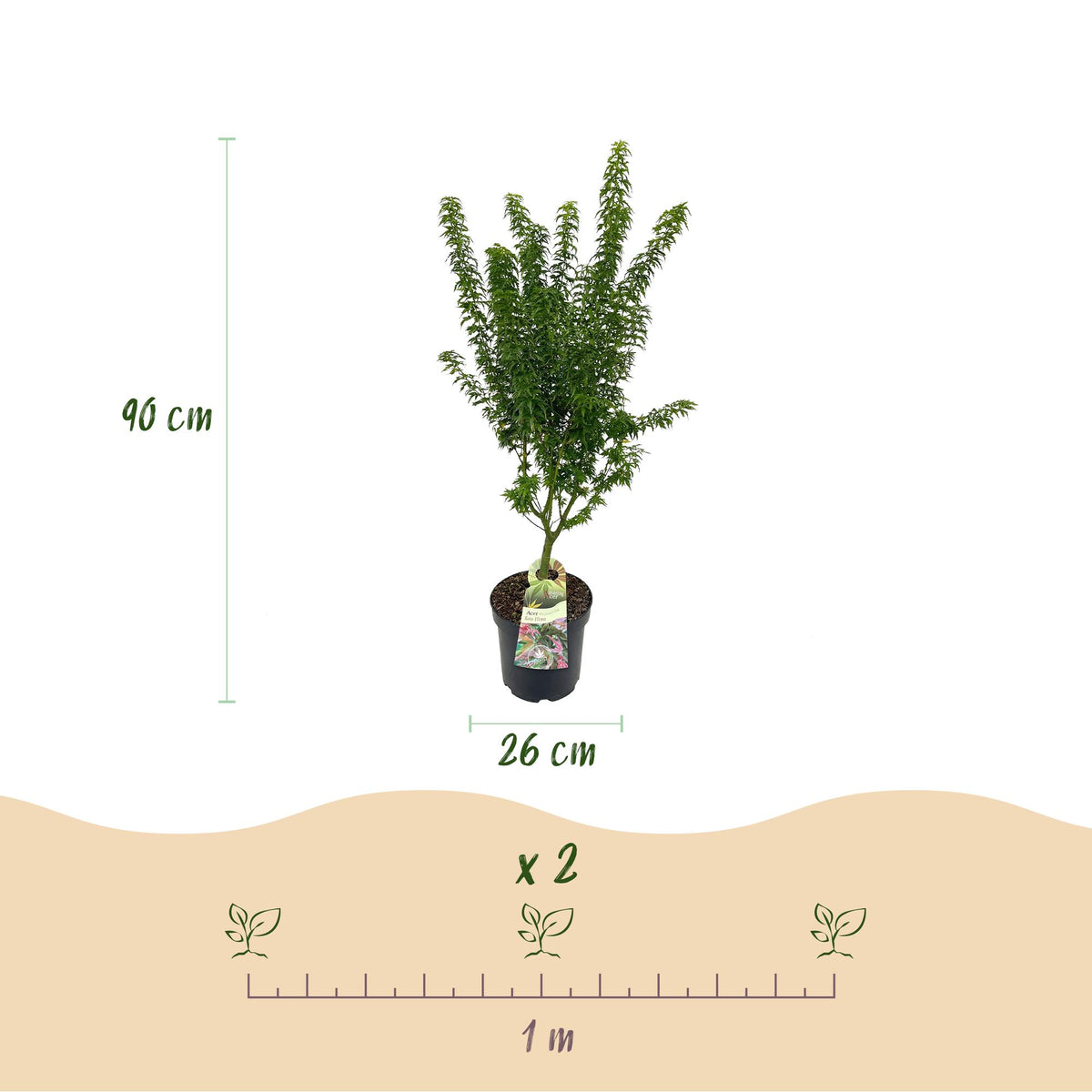 Acer palmatum 'Koto Hime' (Japanse esdoorn) – Ø26 cm, 90 cm hoog