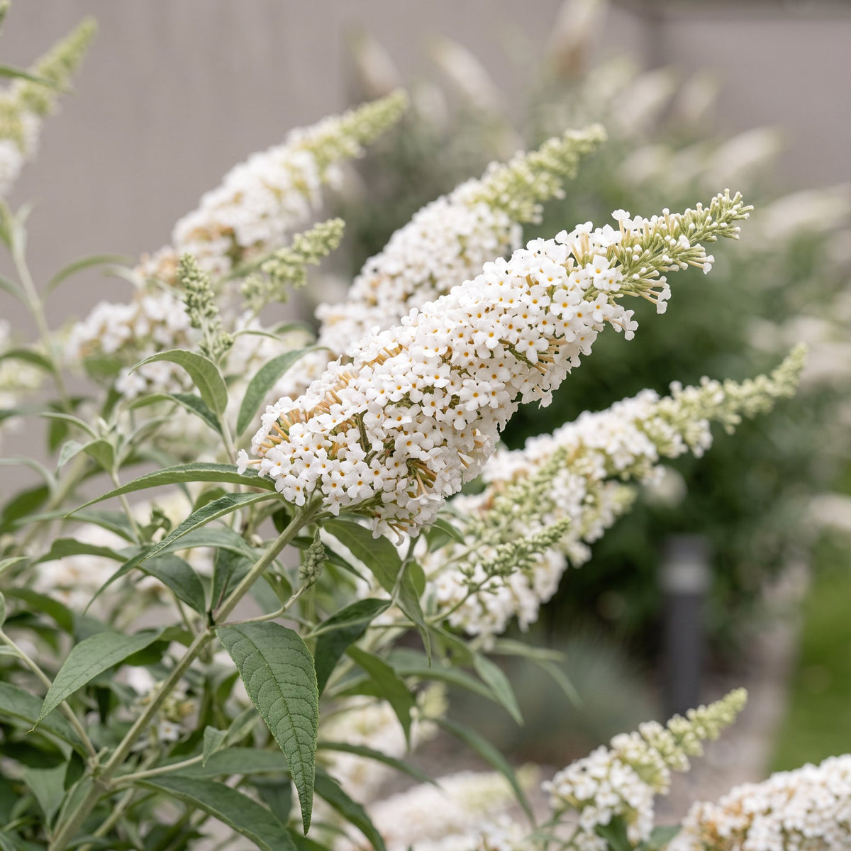 Buddleja davidii 'White Profusion' (vlinderstruik) – wit – Ø17 cm, 45 cm hoog