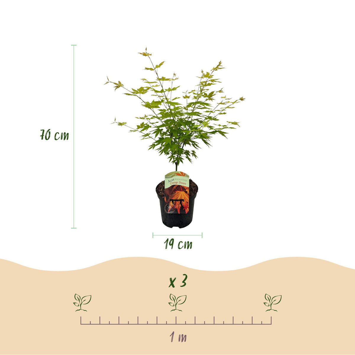 Acer palmatum 'Orange Dream' (Japanse esdoorn) – oranje – 2 planten, Ø19 cm, 70 cm hoog