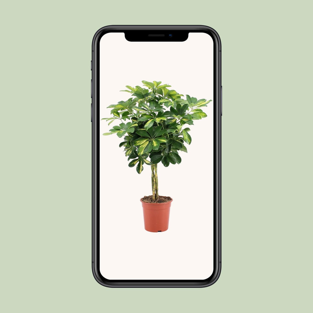 Schefflera arboricola Gold Capella (vingersboom) – Ø19 cm, 75 cm hoog