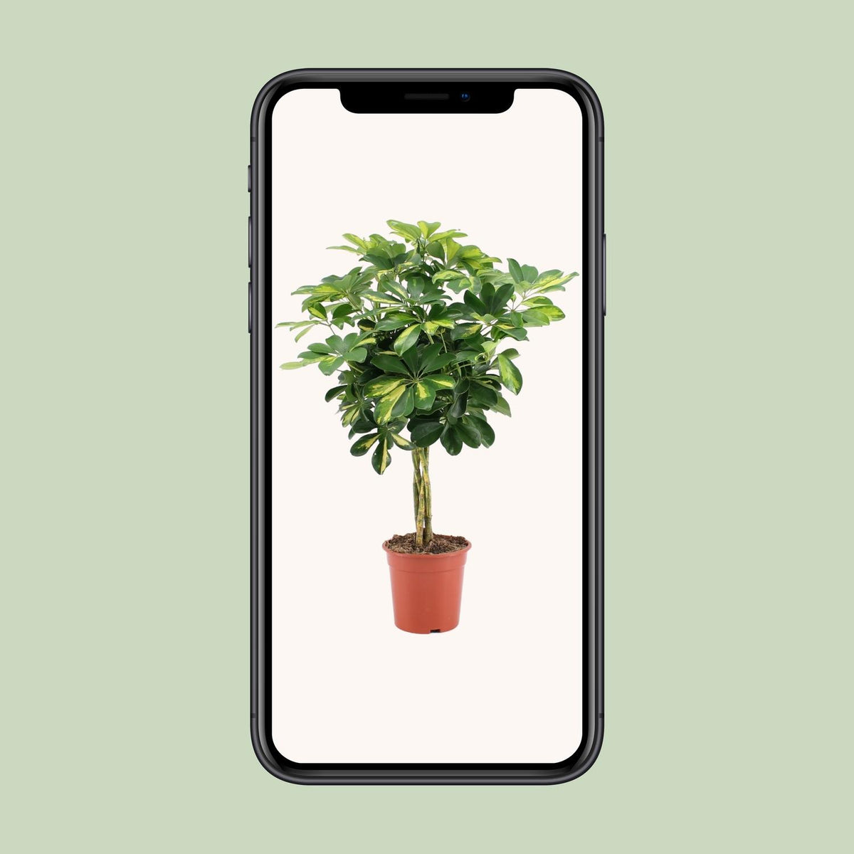 Schefflera arboricola Gold Capella (vingersboom) – Ø19 cm, 75 cm hoog