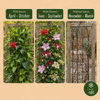 Set de plantes grimpantes Arc-en-ciel – rose clair-blanc-violet – 4 plantes, Ø9 cm, 35 cm de haut