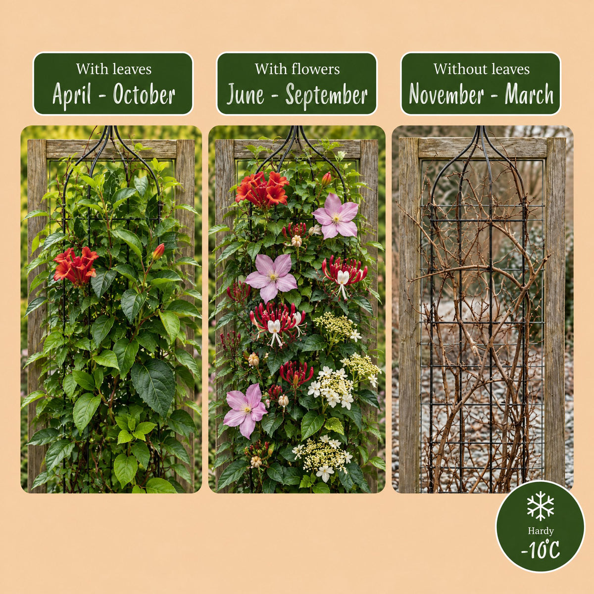 Set de plantes grimpantes Arc-en-ciel – rose clair-blanc-violet – 4 plantes, Ø9 cm, 35 cm de haut – photo 6