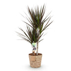 Dracaena Magenta (dragebreg) med kurv – Ø17 cm, 70–80 cm høj