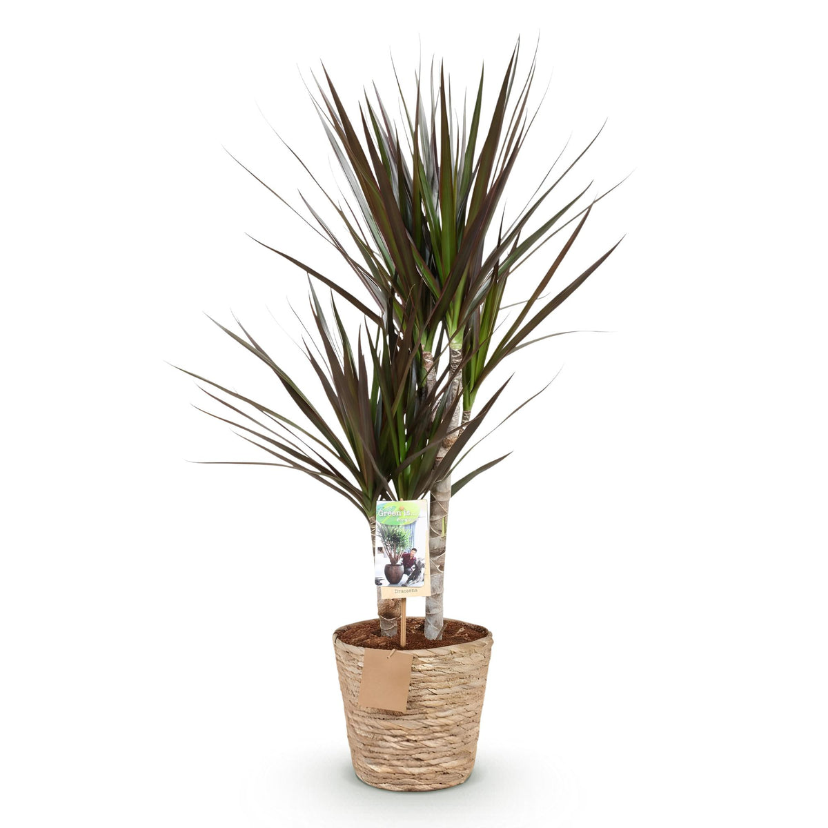 Dracaena Magenta (drakenboom) met mand – Ø17 cm, 70–80 cm hoog