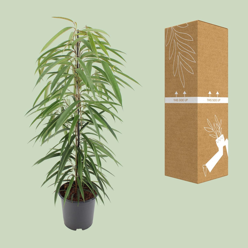 Ficus Binnendijkii Alii – Ø21 cm, 80 cm hoch