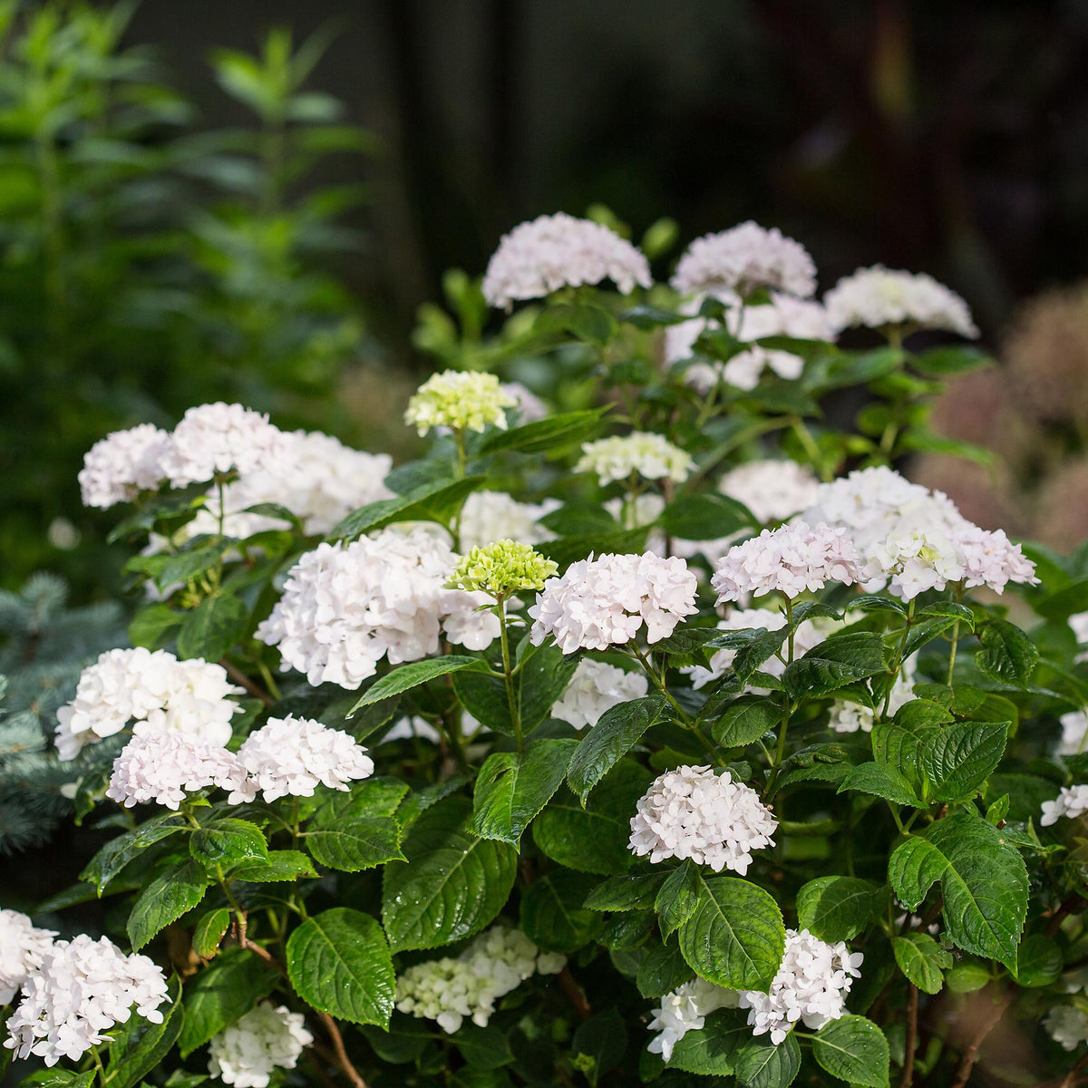 Hydrangea 'Endless Summer The Bride' (hortensia) – wit – 8 planten, Ø14 cm, 20–25 cm hoog – photo 5