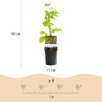 Rubus 'Mailing Promise' (rød hindbær) – 2 planter, Ø11 cm, 40 cm høje