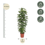 Monstera Monkey Leaf gaasrek (gatenplant) – Ø27 cm, 180 cm hoog