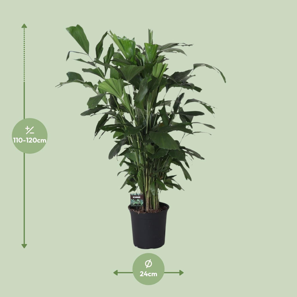 Caryota Mitis (vissenstaartpalm) – Ø24 cm, 120 cm hoog – foto 2