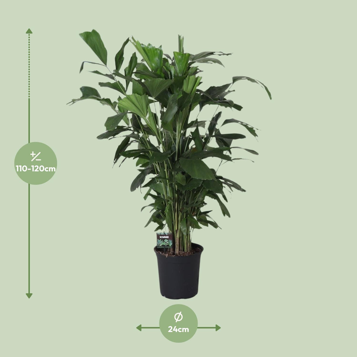 Caryota Mitis (palmier queue-de-poisson) – Ø24 cm, 120 cm de haut