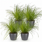 4× Cyperus alternifolius Zumula (jonc cyperus) en pot décoratif gris – Ø12 cm, 20 cm de haut