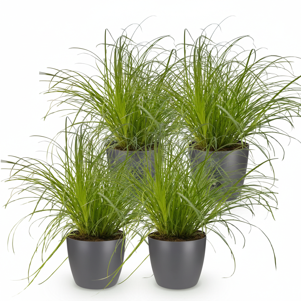 4× Cyperus alternifolius Zumula (Schwertlilie) im grauen Zier-Tontopf – Ø 12 cm, 20 cm hoch – Bild 2
