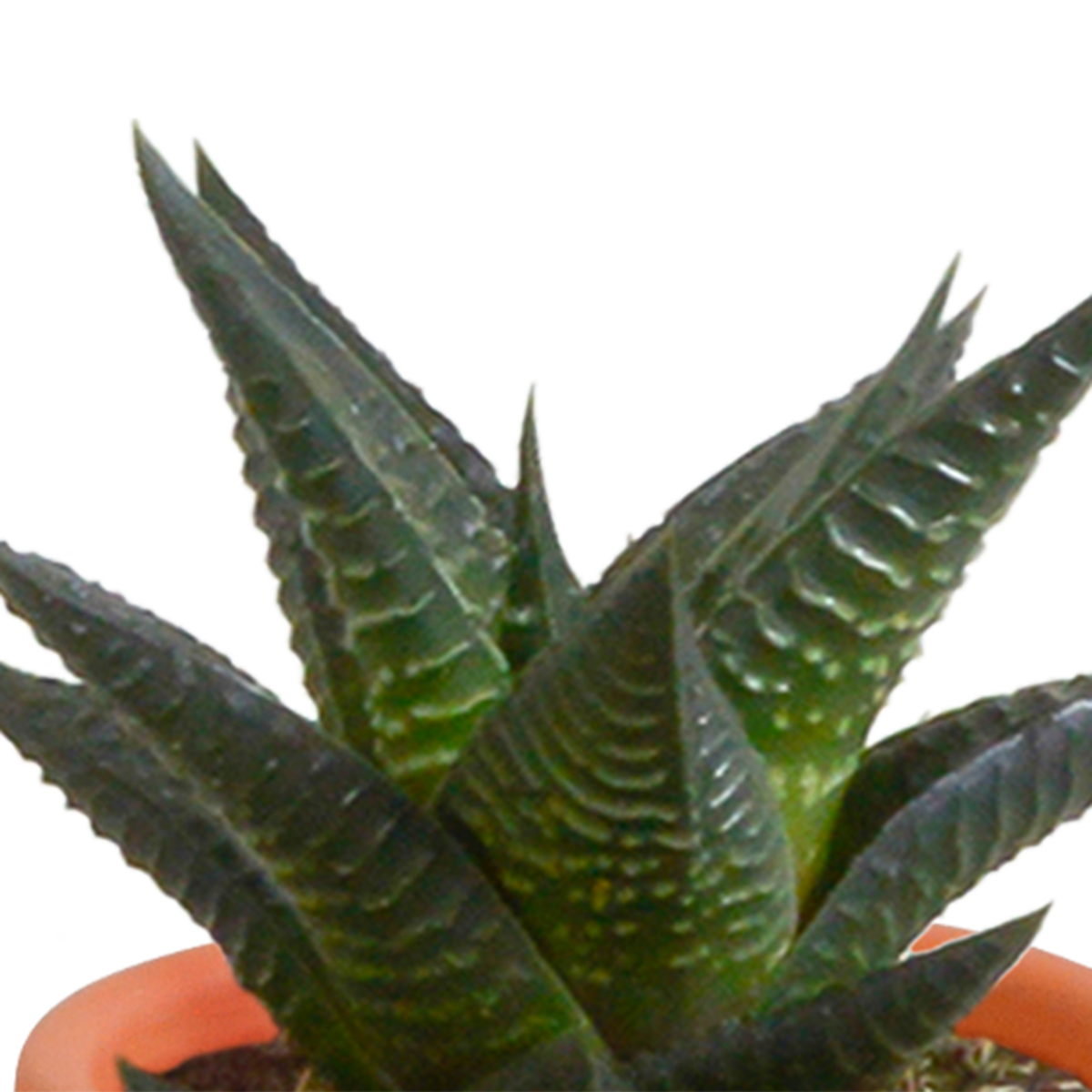 15× Mélange de cactus et plantes grasses (Cactaceae) – Ø6 cm, 13 cm de haut – photo 8
