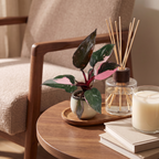 Philodendron Pink Princess Marble – Ø6 cm, 12 cm de haut