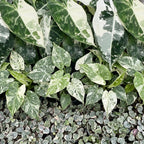 3× Baby-Pflanzen Variegata Mix inkl. Linnea Misty Blue – Ø6 cm, 10–15 cm hoch