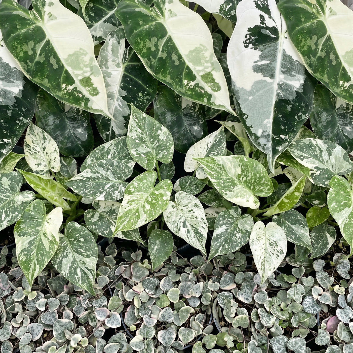 3× jeunes plantes Variegata Mix incl. Linnea Misty Blue – Ø6 cm, 10–15 cm de haut