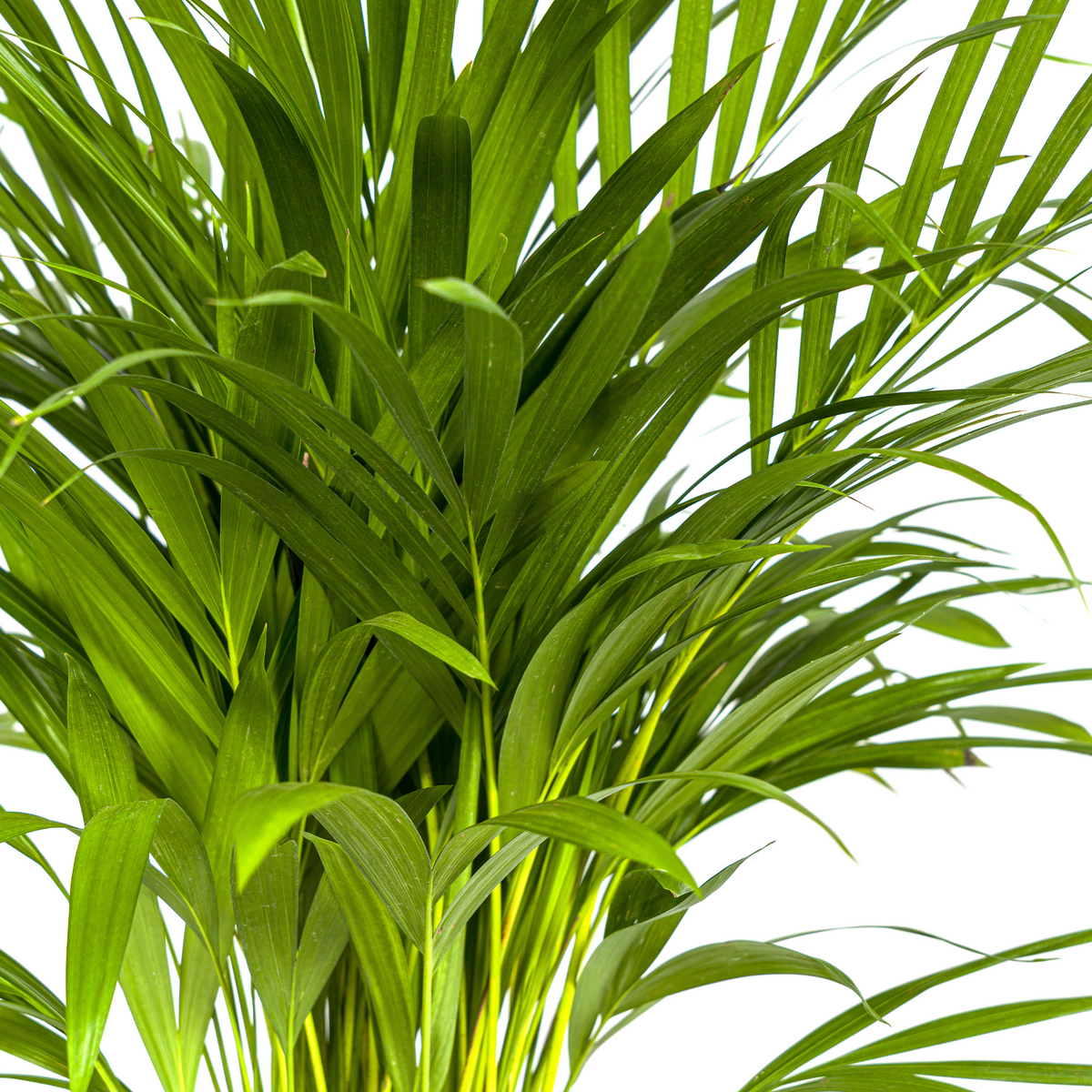 Dypsis Areca Lutescens (goudpalm) – Ø19 cm, 80–100 cm hoog