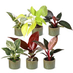 6× Philodendron nain en famille, y compris Linnea Olive – Ø 6 cm, 10 à 15 cm de haut