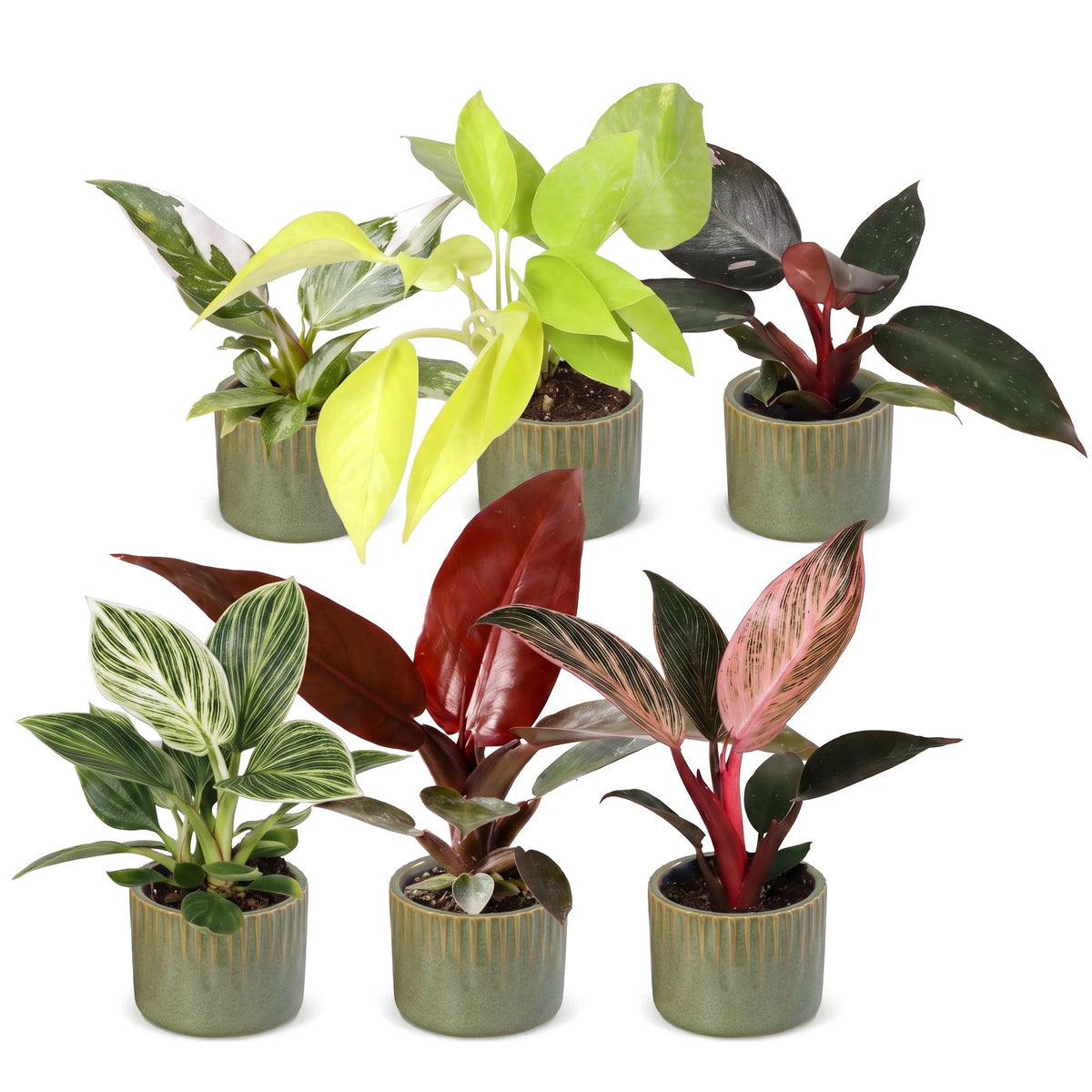 6× Baby Philodendron Family inkl. Linnea Olive – Ø6 cm, 10–15 cm hoch – Bild 2