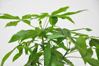 Pachira aquatica (money tree) – Ø21 cm, 100 cm high