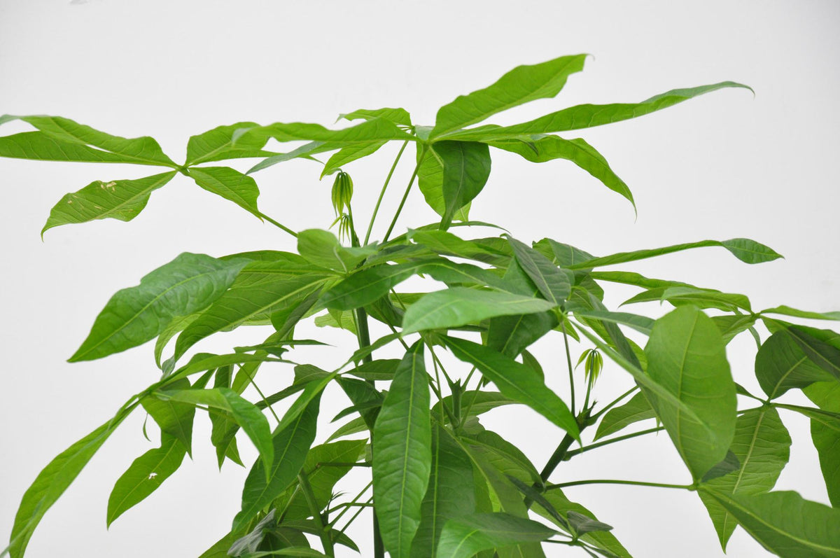 Pachira aquatica (pengaträd) – Ø21 cm, 100 cm hög