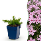 Phlox 'Rosette' (Leuchterblume) – rosa – Ø11 cm, 15–25 cm hoch