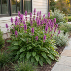 Stachys monnieri 'Hummelo' (oreille d'âne) – violet – 12 plants, Ø11 cm, 15–25 cm de haut