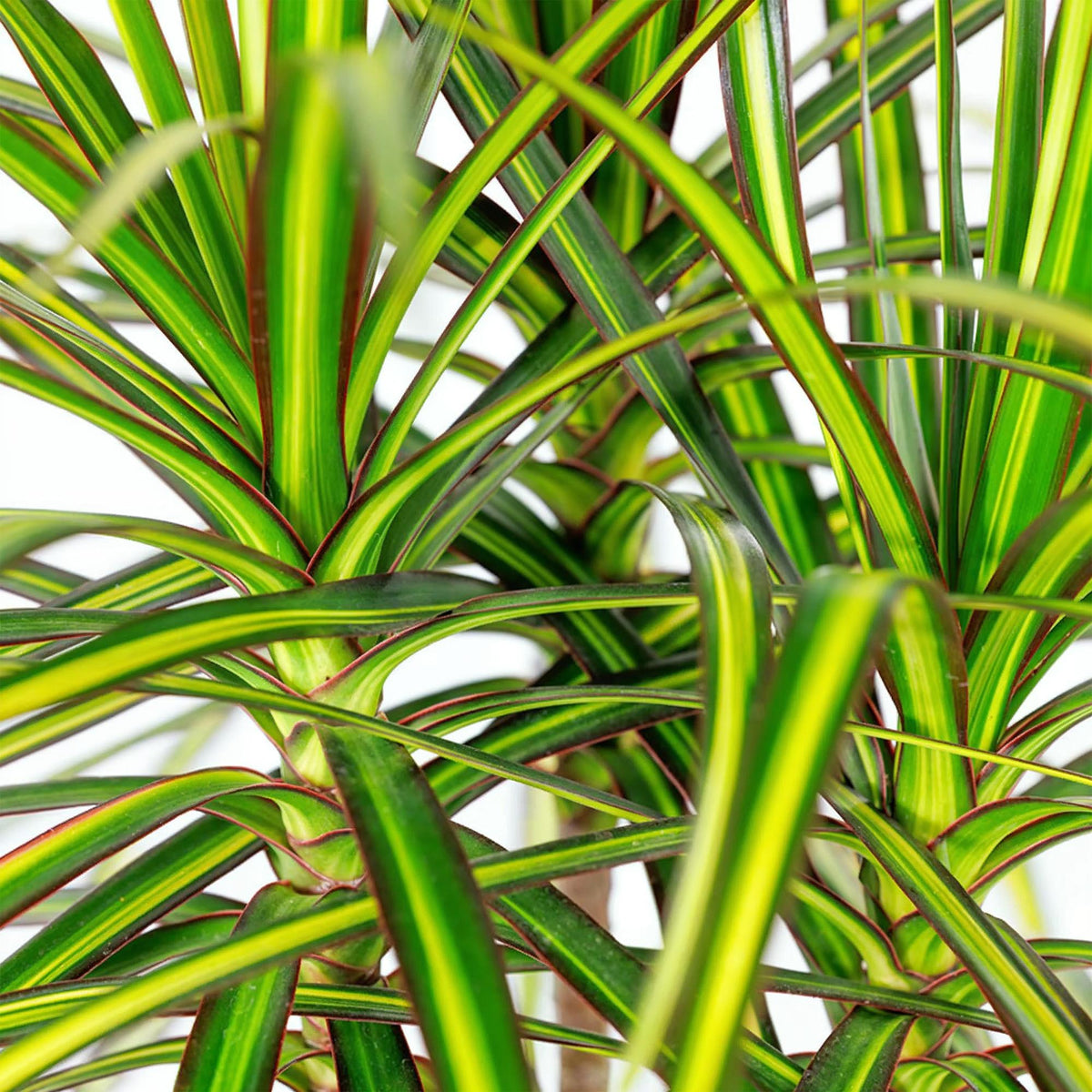 Dracaena Sunray (drakenboom) – Ø21 cm, 90–100 cm hoog