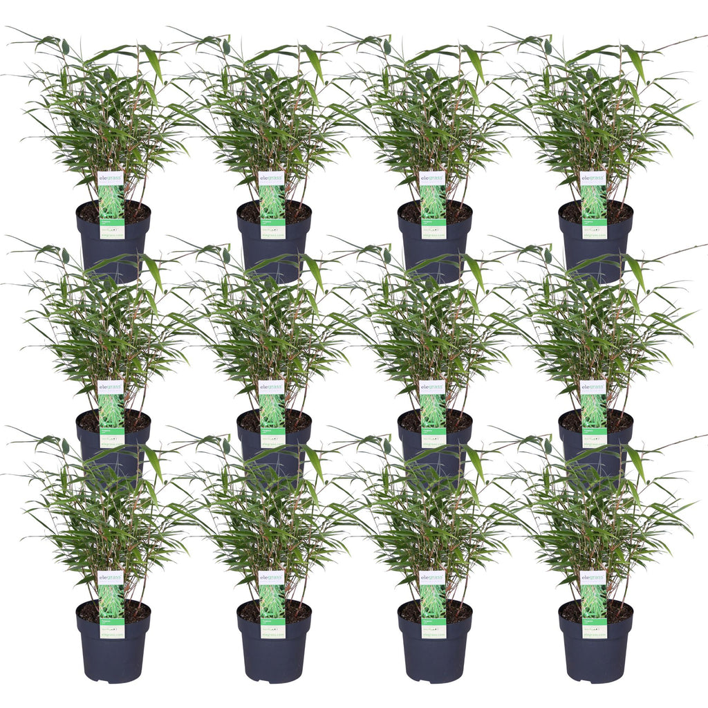 Fargesia rufa (Bambus) – 12 Pflanzen, Ø 14 cm, 40 cm hoch