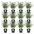 Fargesia rufa (Bambus) – 12 Pflanzen, Ø 14 cm, 40 cm hoch