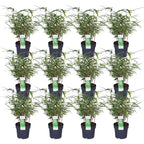 Fargesia rufa (Bambus) – 12 Pflanzen, Ø 14 cm, 40 cm hoch