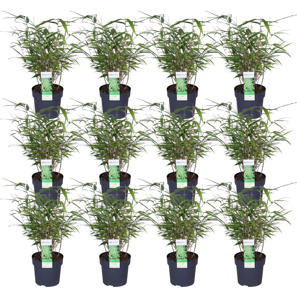 Fargesia rufa (Bambus) – 12 Pflanzen, Ø 14 cm, 40 cm hoch