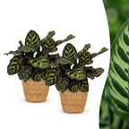 2× Calathea makoyana mit Korb – Ø12 cm, 25 cm hoch