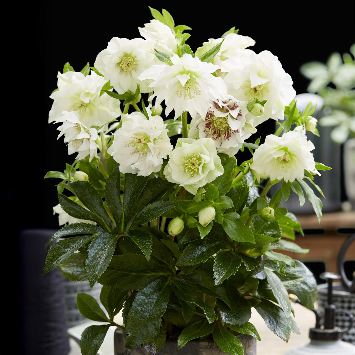Helleborus orientalis 'Double Ellen White' (Christrose) – 2 Pflanzen, Ø 14 cm, 35 cm hoch