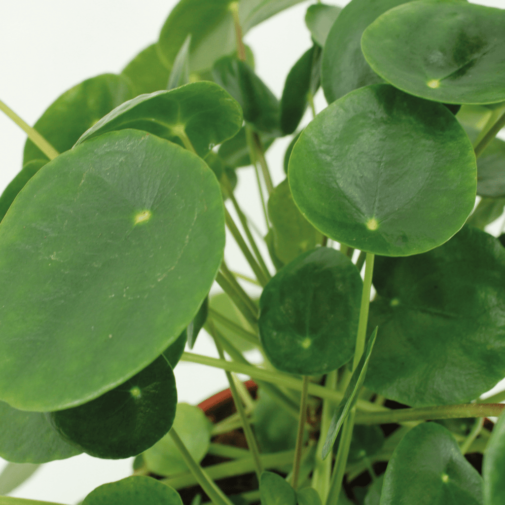 2× Pilea Peperomiodes – Ø15 cm, 20 cm høj