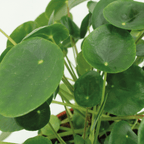 2× Pilea Peperomiodes – Ø15 cm, 20 cm høj
