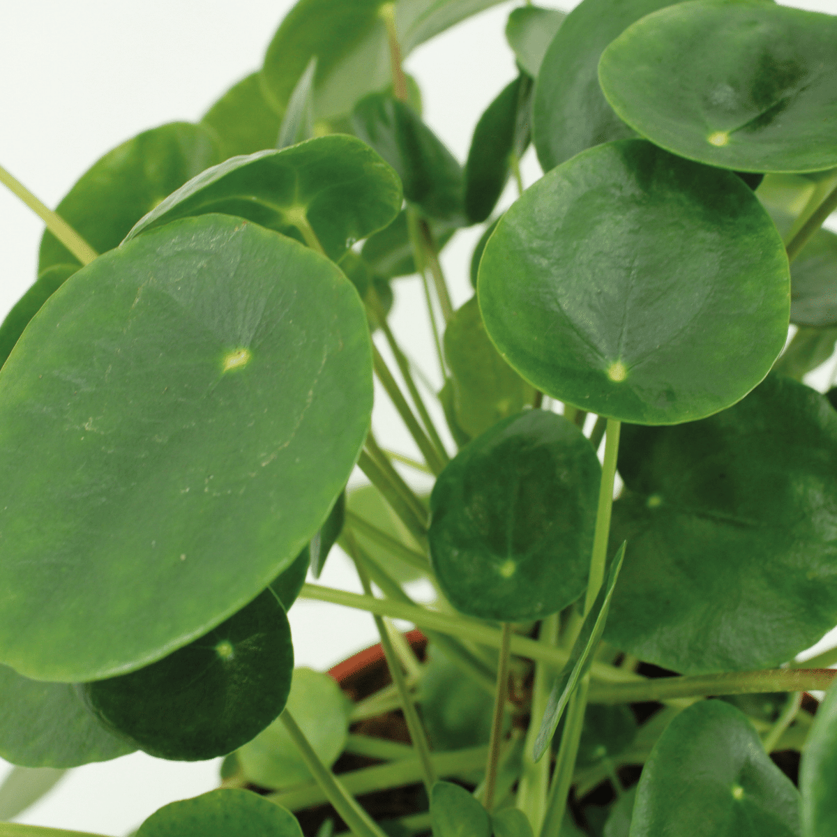 2× Pilea Peperomiodes – Ø15 cm, 20 cm høj