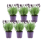 Lavandula stoechas 'Anouk' (lavender) – 6 plants, Ø12 cm, 25 cm high – French lavender