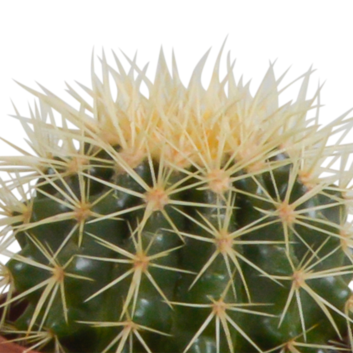 Kaktusmix (Cactaceae) uden urtepotte – Ø11 cm, 23 cm høj