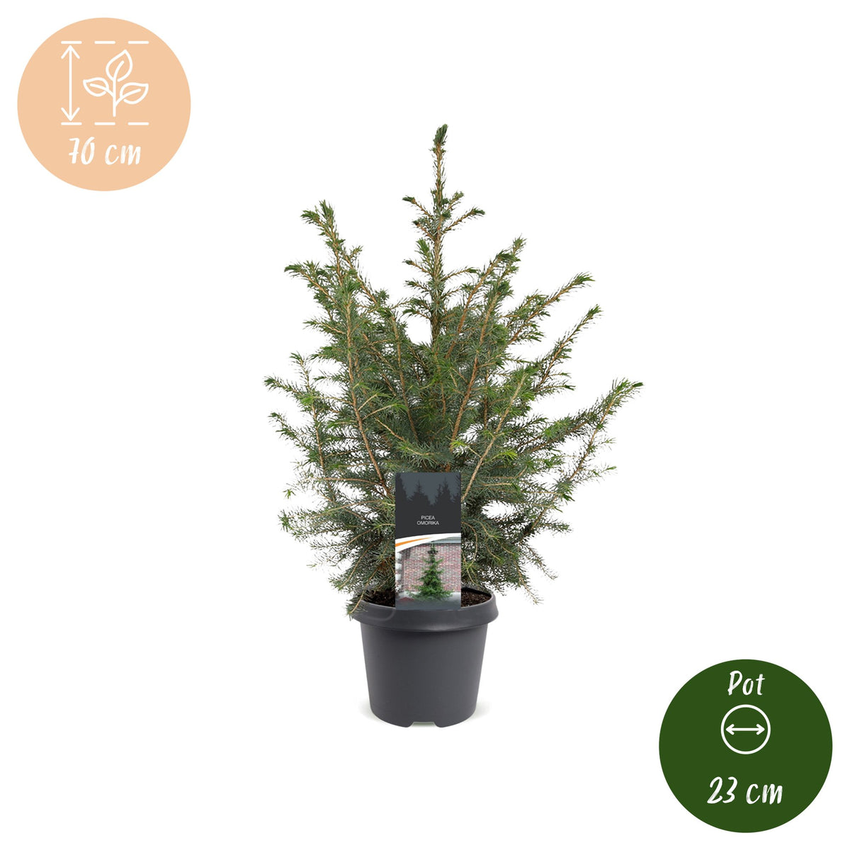 2× Picea omorika (kerstboompje) – Ø23 cm, 70 cm hoog
