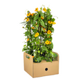 Thunbergia alata 'Sunny Susy New Orange' (black-eyed Susan) – 4 plants, Ø13 cm, 60 cm high