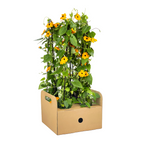 Thunbergia alata 'Sunny Susy New Orange' (black-eyed Susan) – 4 plants, Ø13 cm, 60 cm high